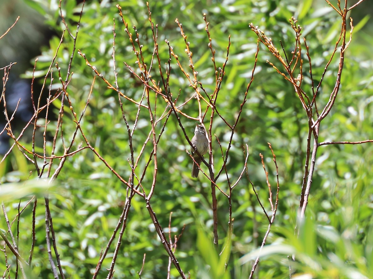 Bewick's Wren - ML243598701
