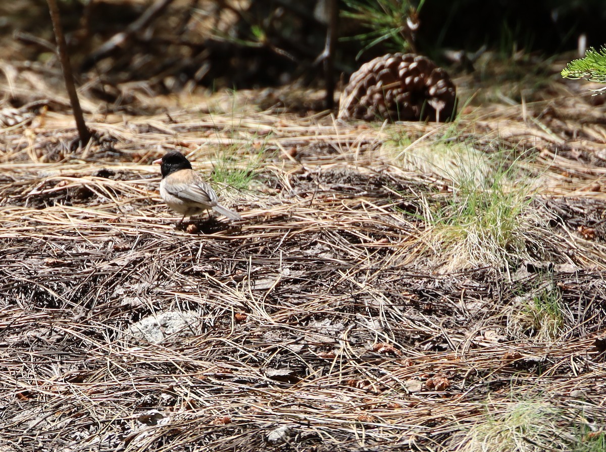Dark-eyed Junco - ML243598731