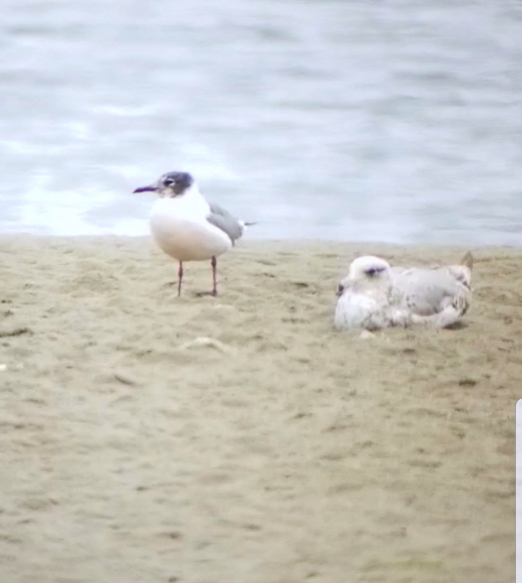 Franklin's Gull - ML243598761