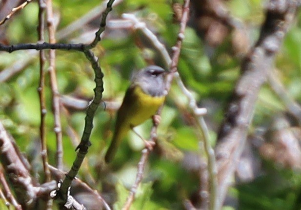 MacGillivray's Warbler - ML243598811