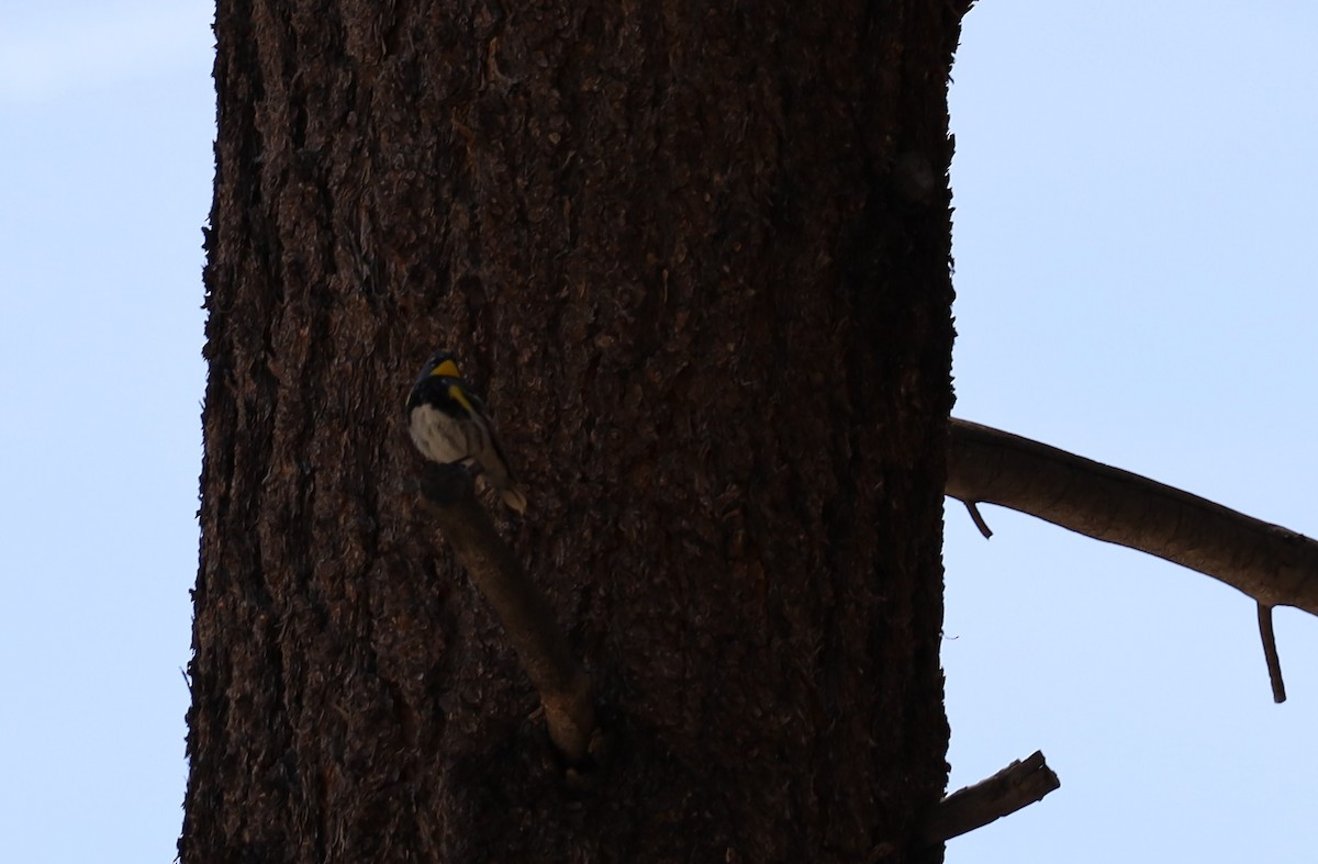 Yellow-rumped Warbler - ML243598841
