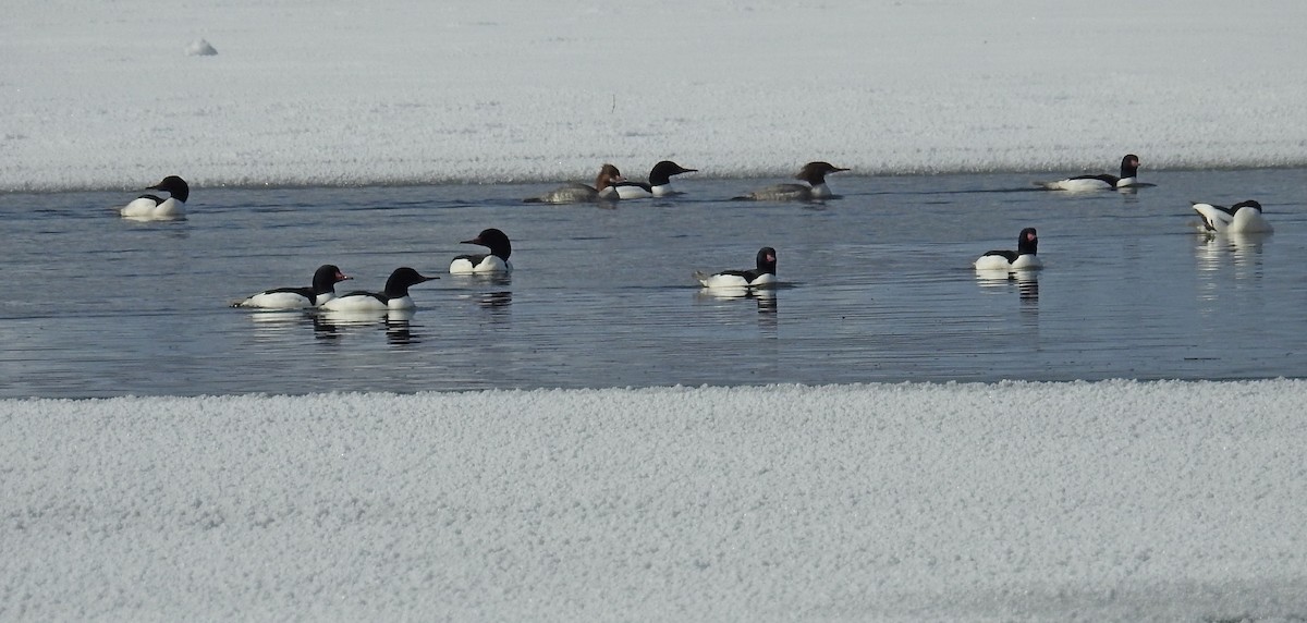 Common Merganser - ML24359971