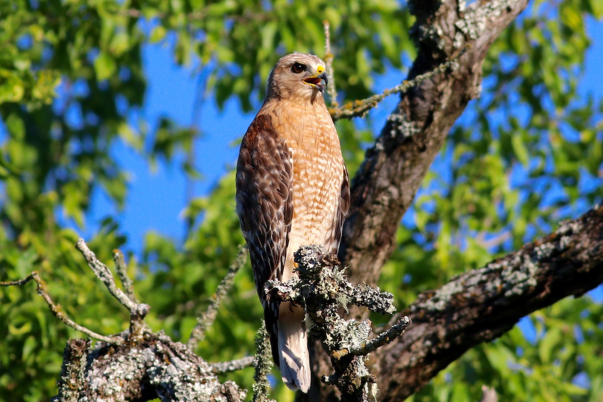 Red-shouldered Hawk - Ronald Newhouse