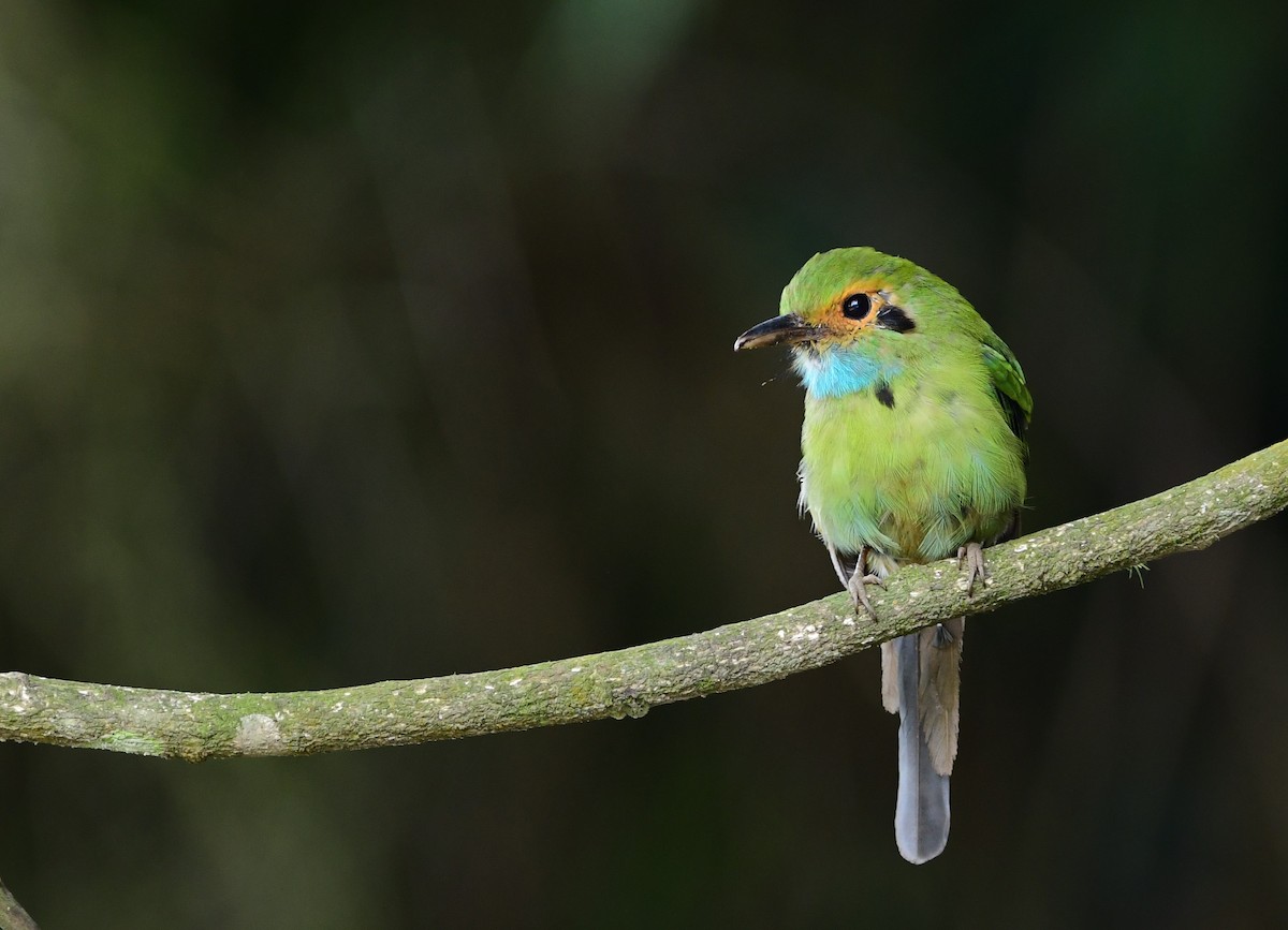 Blue-throated Motmot - Brandon Nidiffer