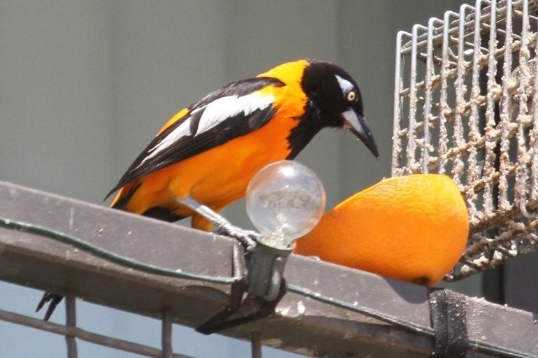 Oriole troupiale - ML243602931