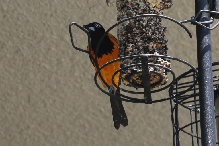 Oriole troupiale - ML243603001