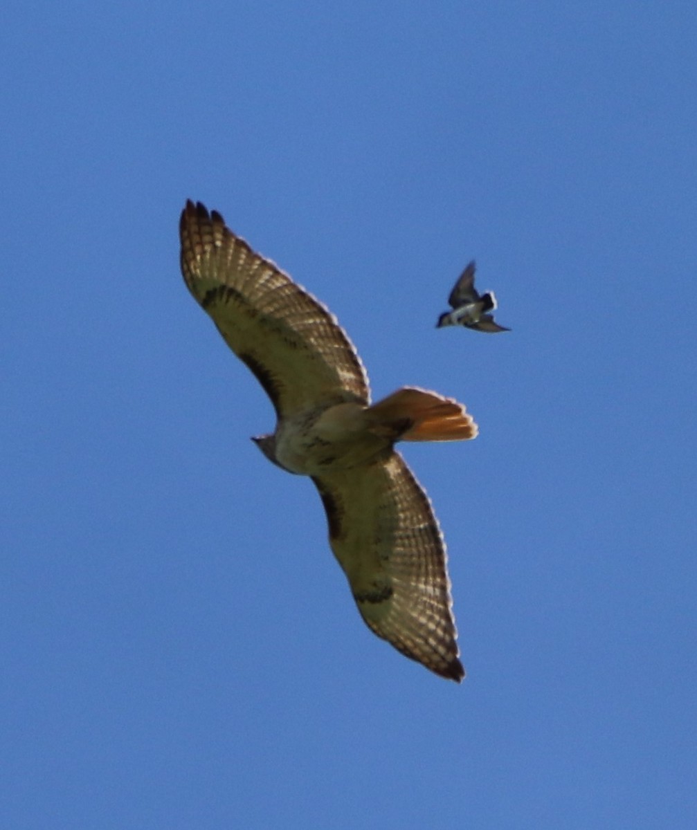 Red-tailed Hawk - ML243603231