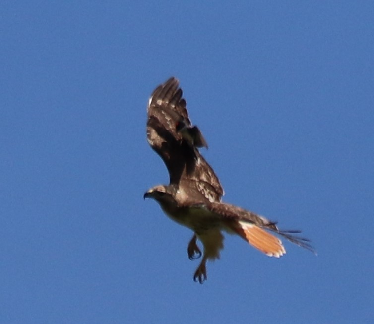 Red-tailed Hawk - ML243603331