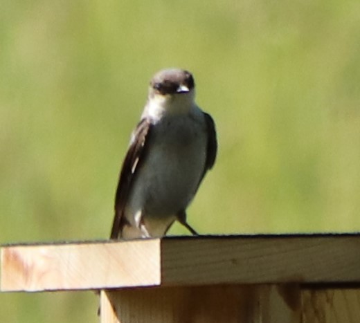 Tree Swallow - ML243603521