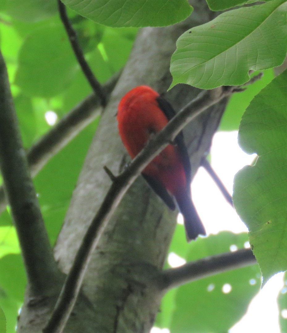 Scarlet Tanager - ML243603621
