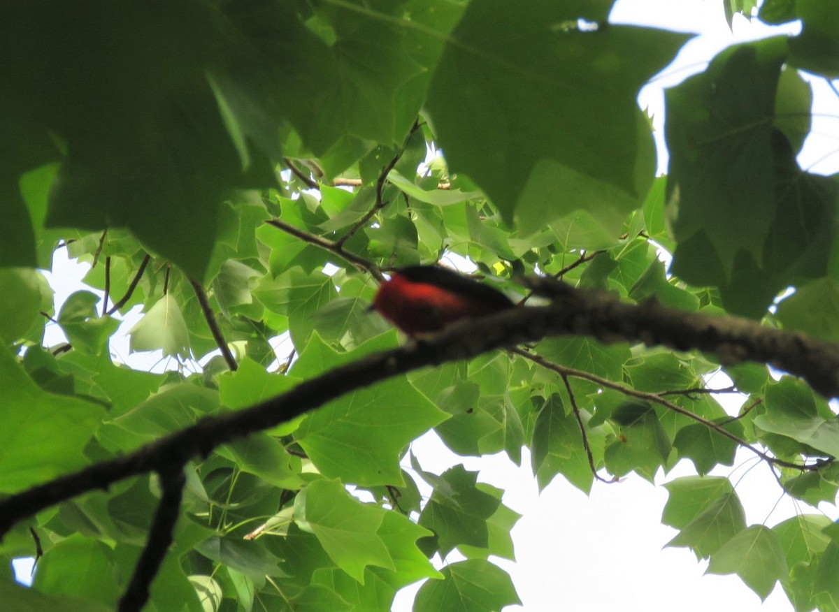 Scarlet Tanager - ML243603631