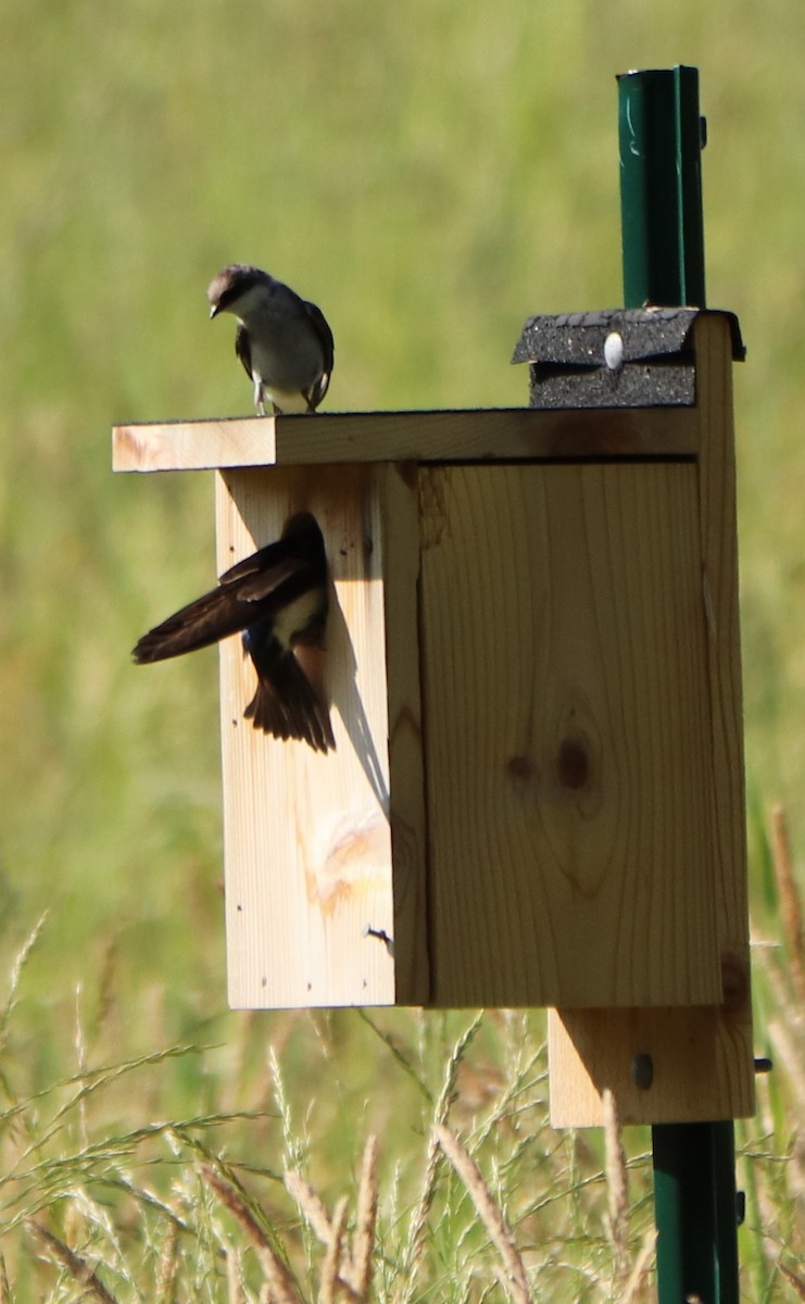 Tree Swallow - valerie heemstra