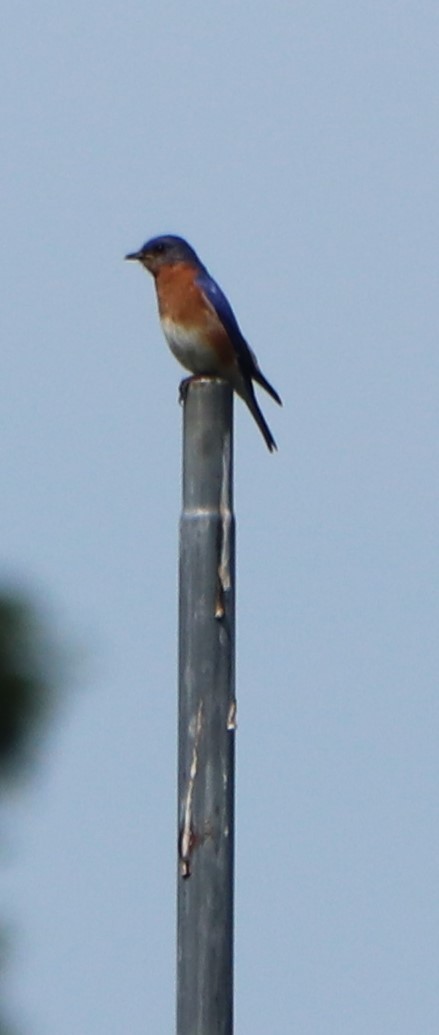 Eastern Bluebird - ML243603931