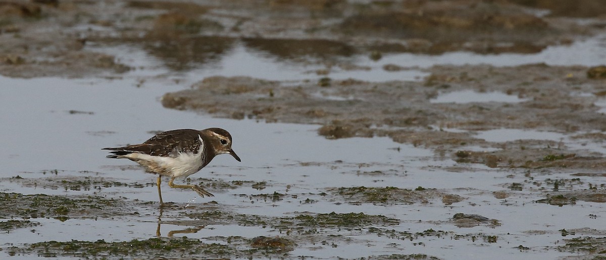 Rufous-chested Dotterel - Steve James