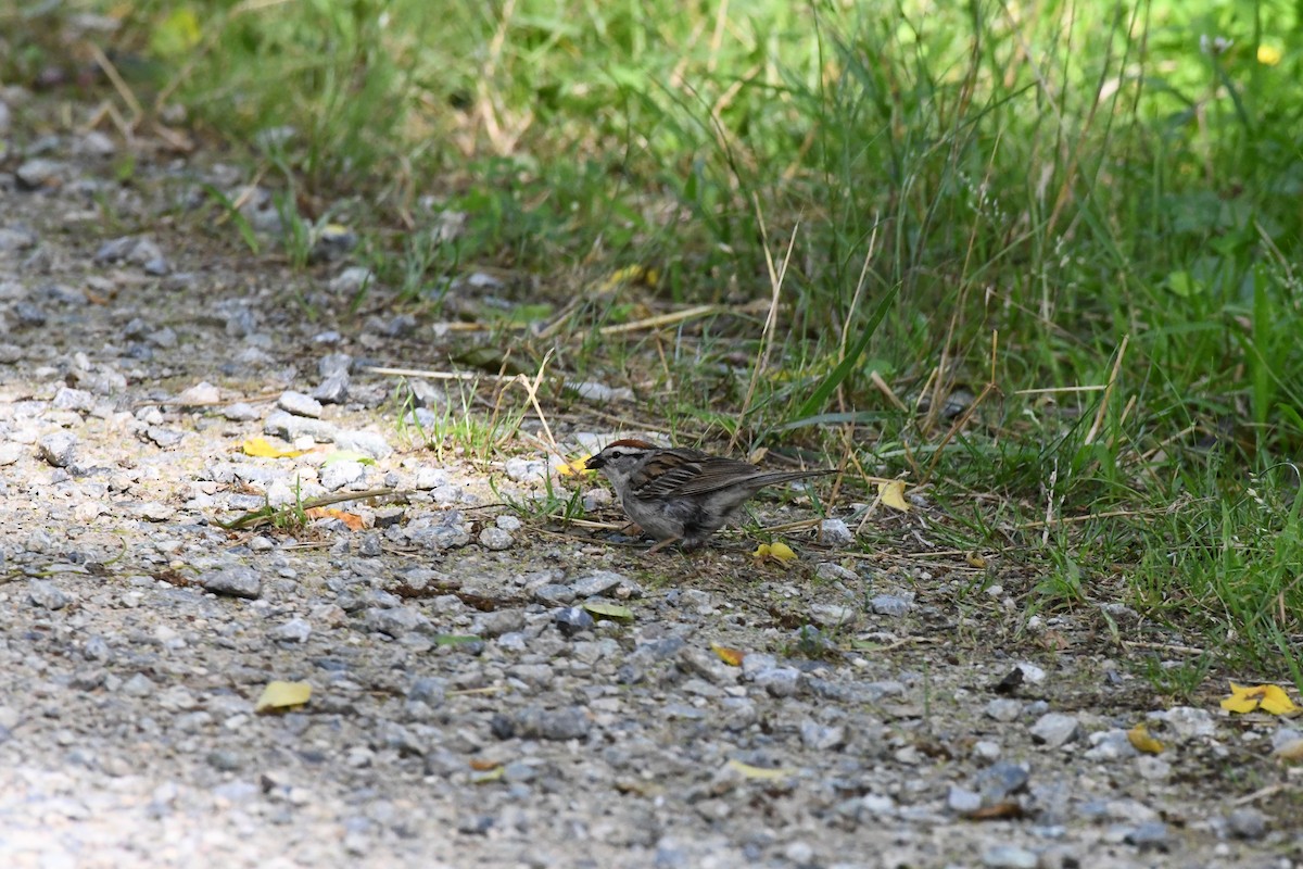 Chipping Sparrow - ML243605231