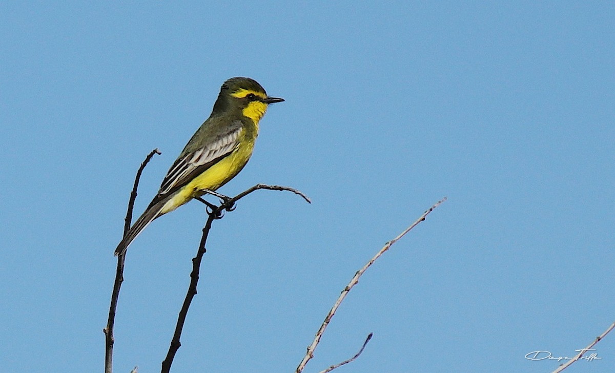 Yellow-browed Tyrant - Diego Trillo