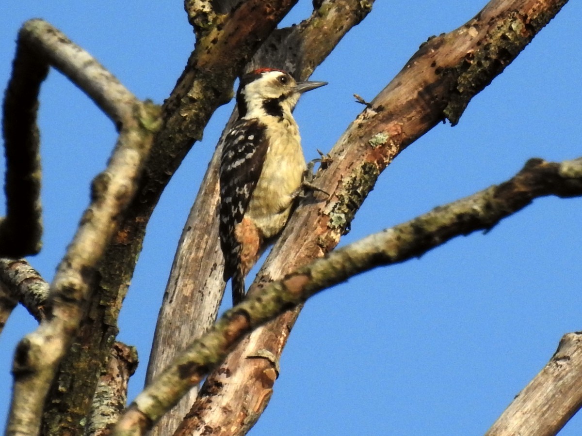 Freckle-breasted Woodpecker - ML243610421