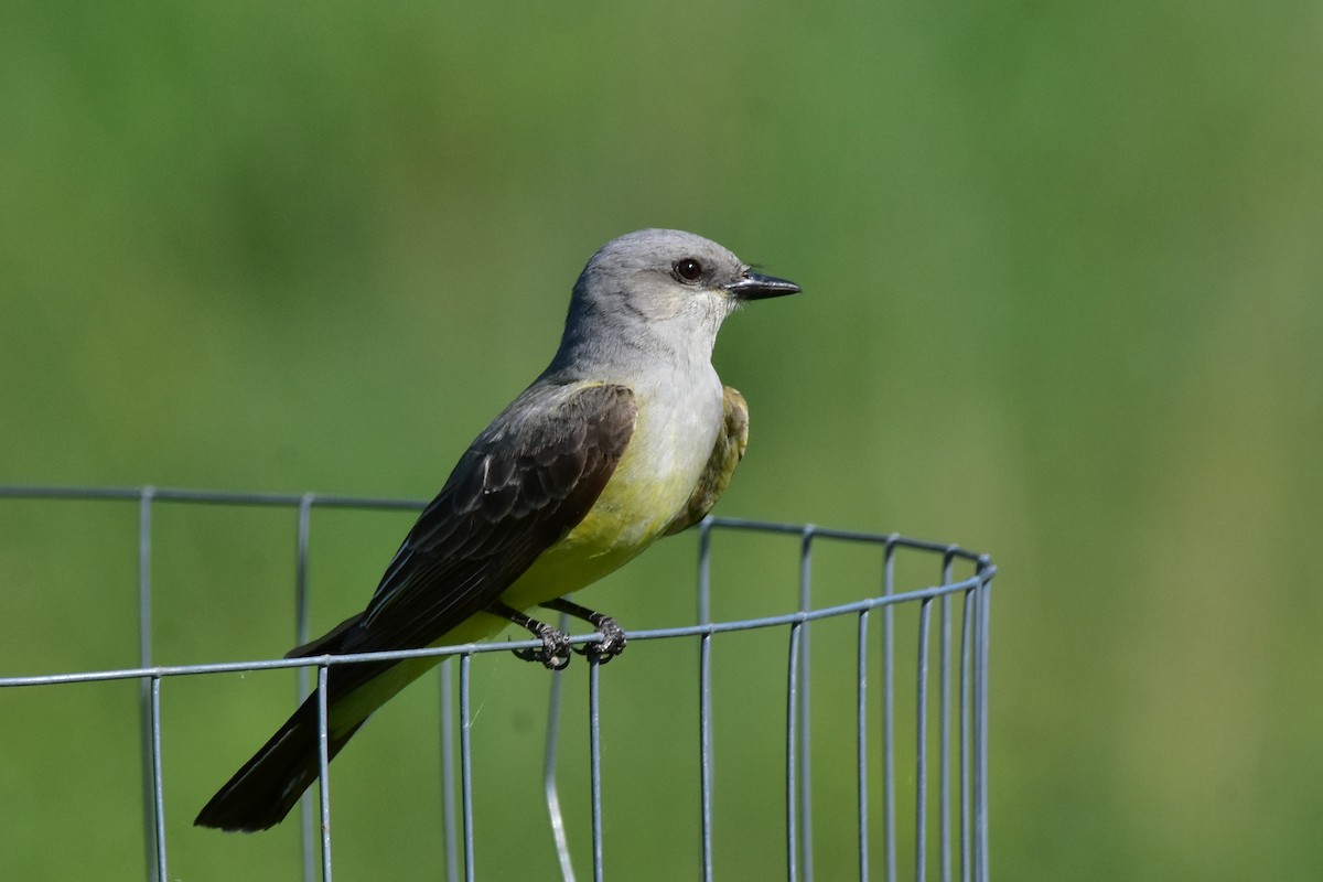 Western Kingbird - Henry Trombley