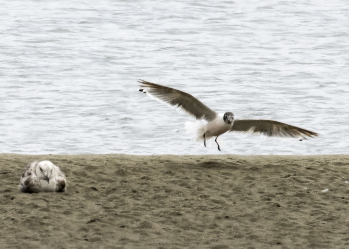 Franklin's Gull - ML243612901