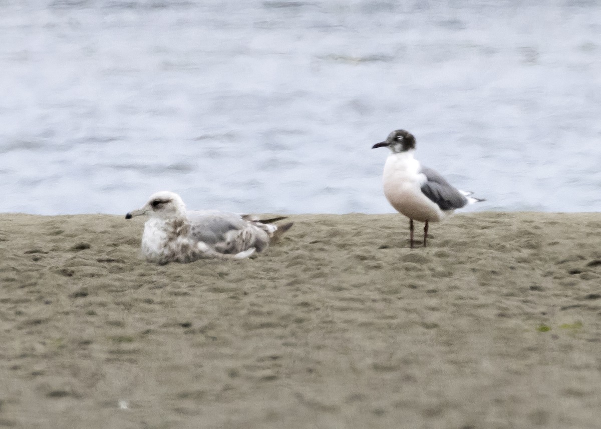 Franklin's Gull - ML243613001