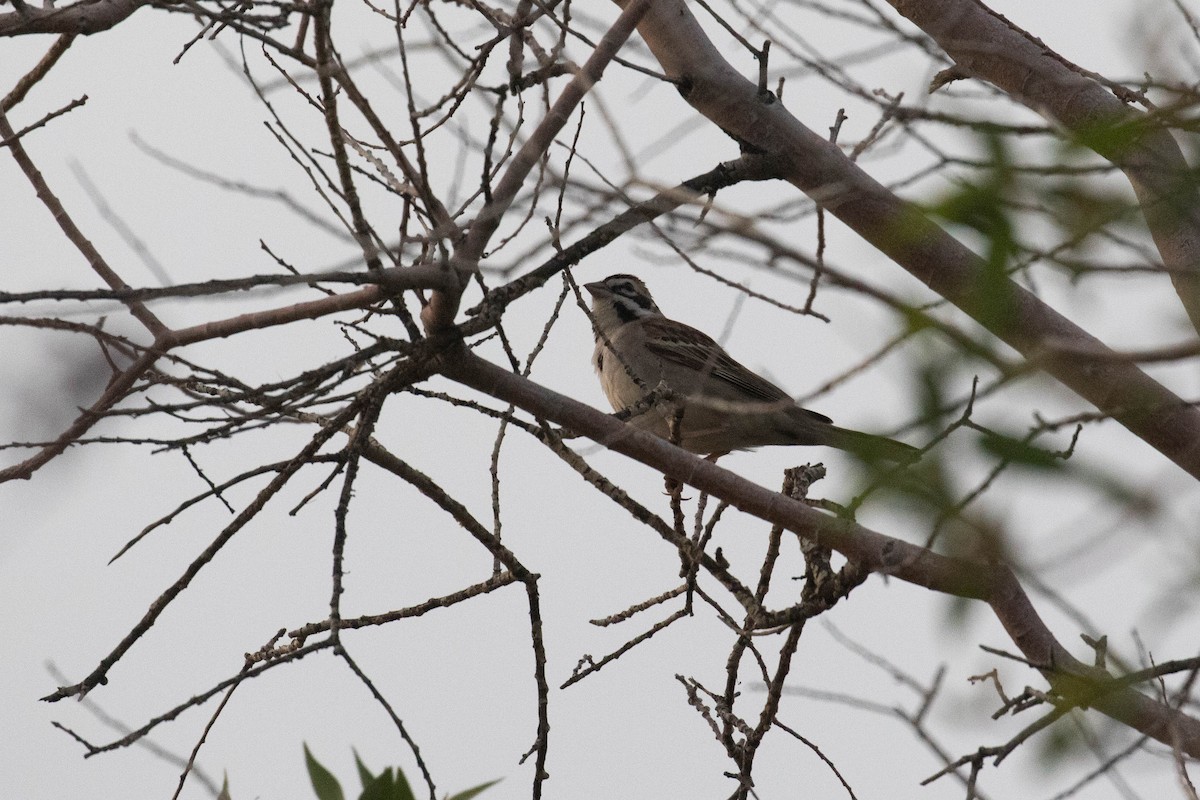Chingolo Arlequín - ML243614651