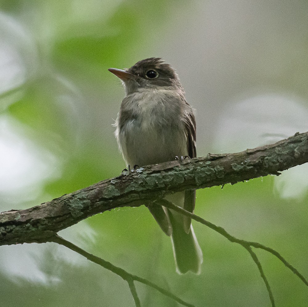 Acadian Flycatcher - Bert Filemyr