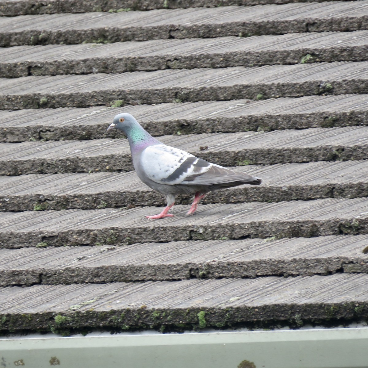 Rock Pigeon (Feral Pigeon) - ML243615501