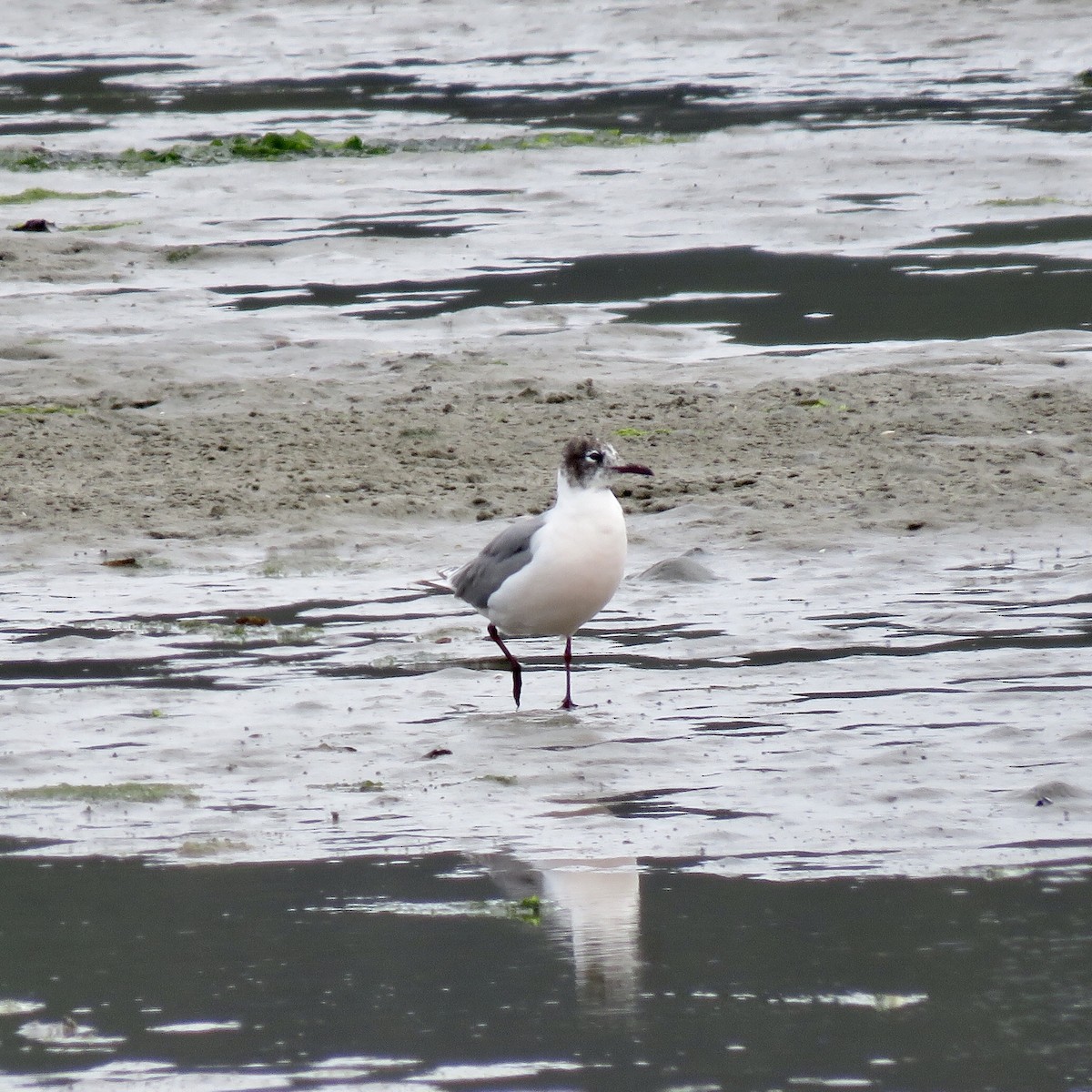 Franklin's Gull - ML243615701