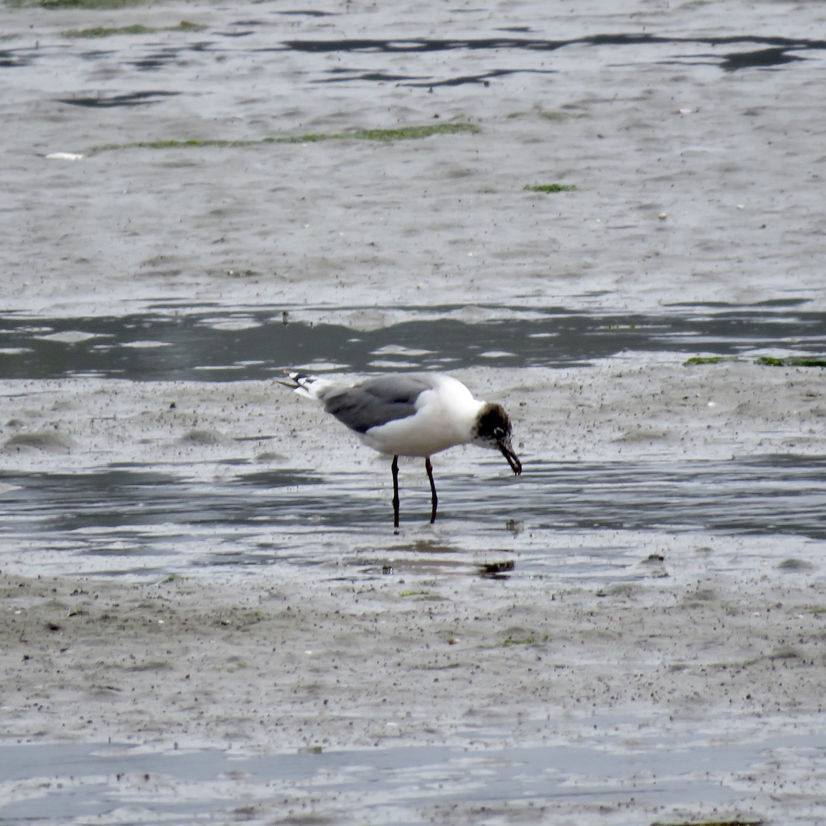 Franklin's Gull - ML243615911