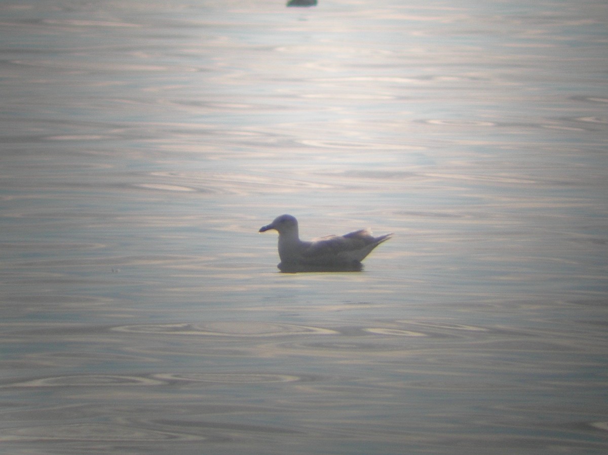 Glaucous-winged Gull - ML243615981