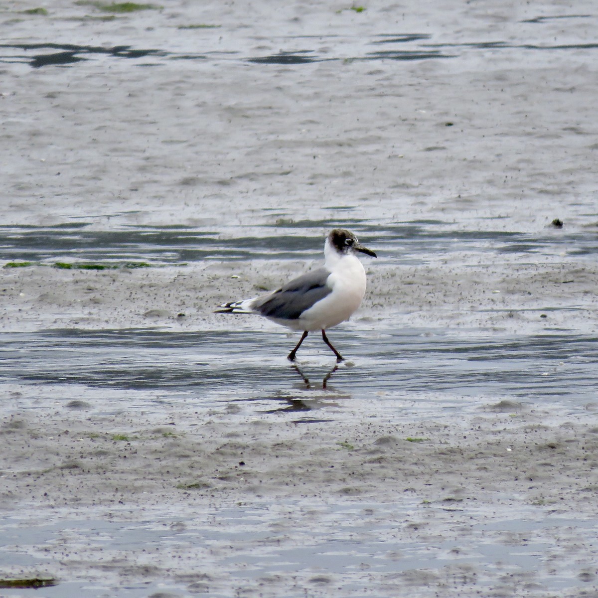 Franklin's Gull - ML243616011