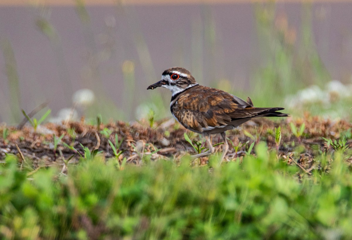 Killdeer - ML243616611