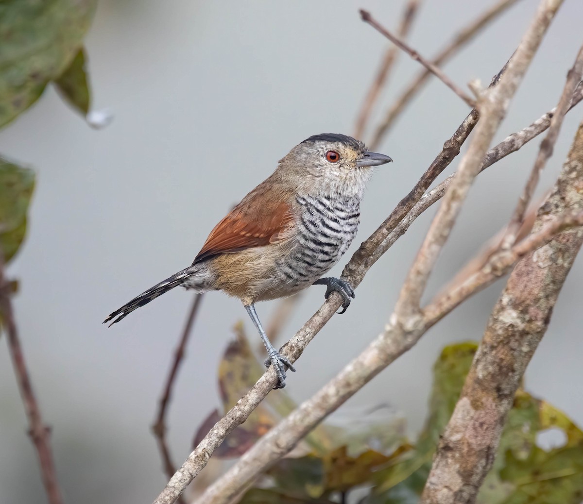 Rufous-winged Antshrike - Fernanda Fernandex