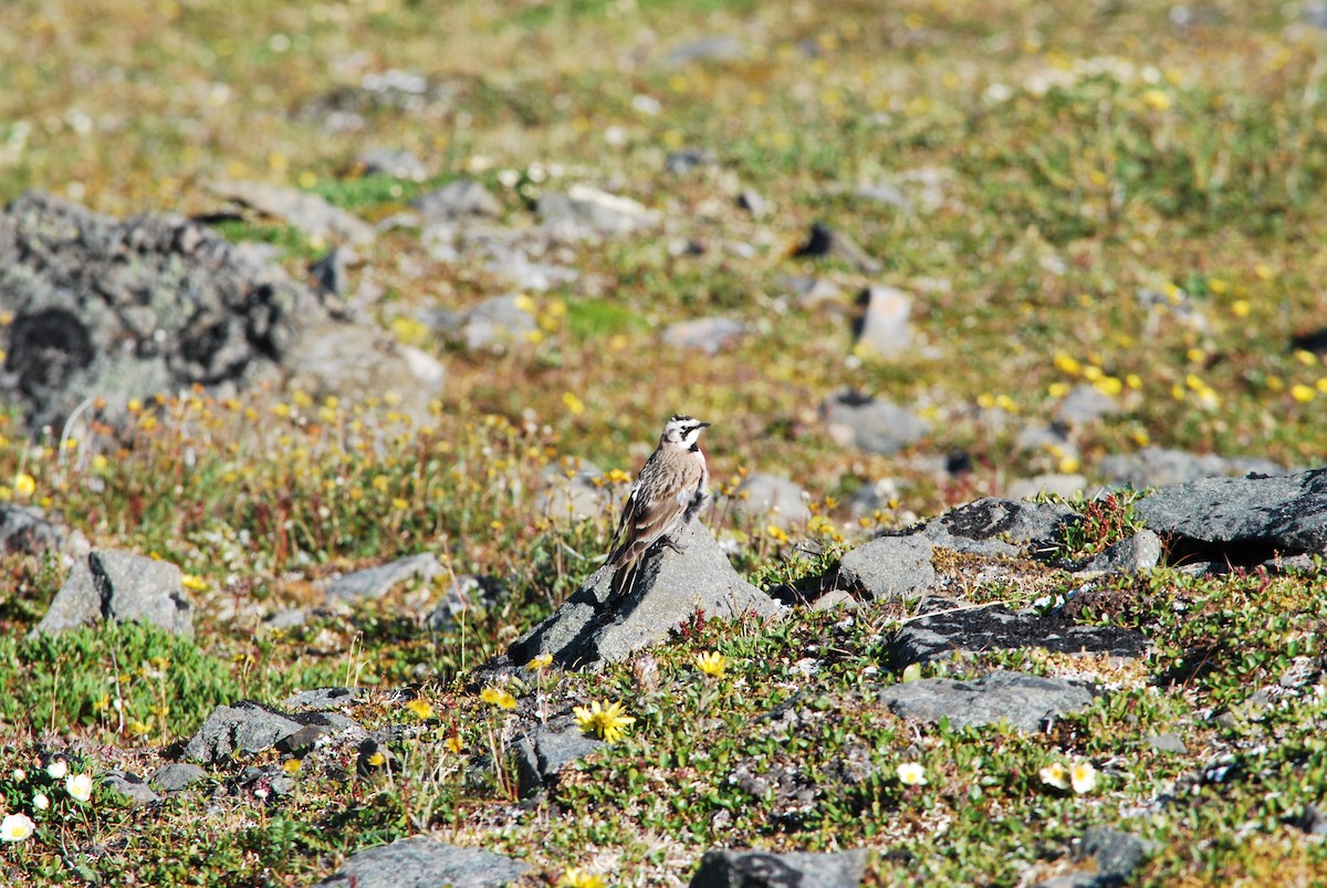 Horned Lark (Western pale Group) - Matt Cahill