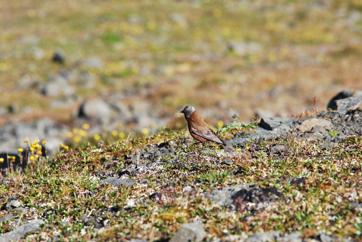 grånakkefjellfink (littoralis) - ML243617571