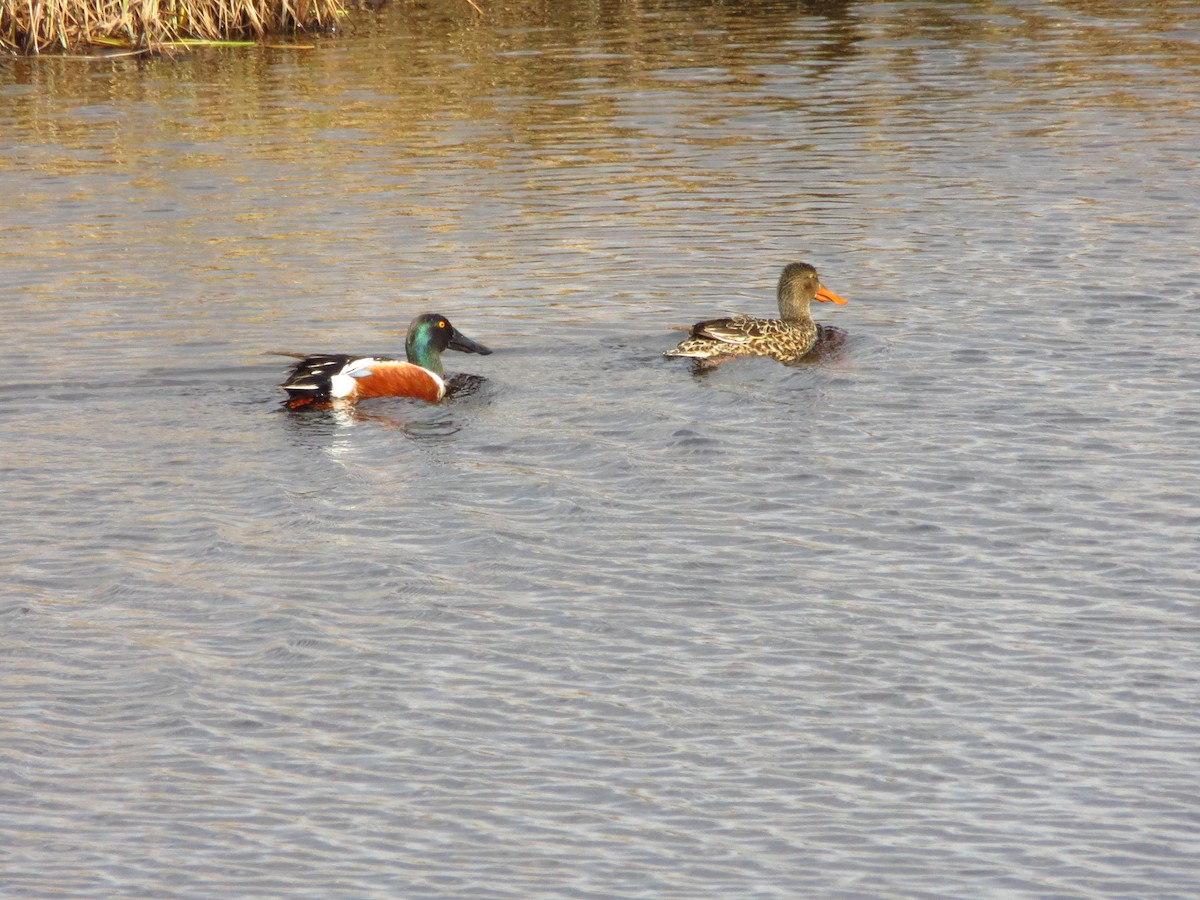 Northern Shoveler - ML243618681