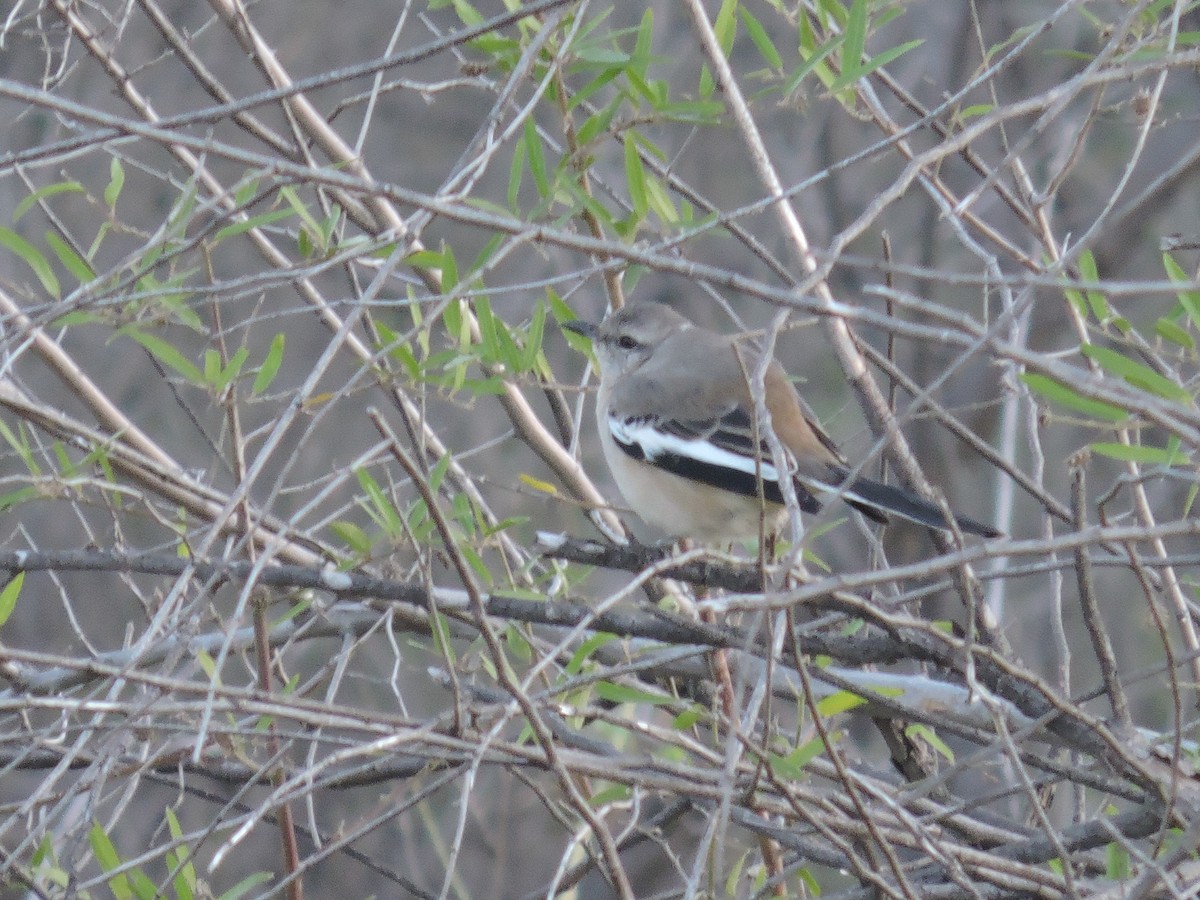 White-banded Mockingbird - ML243618861