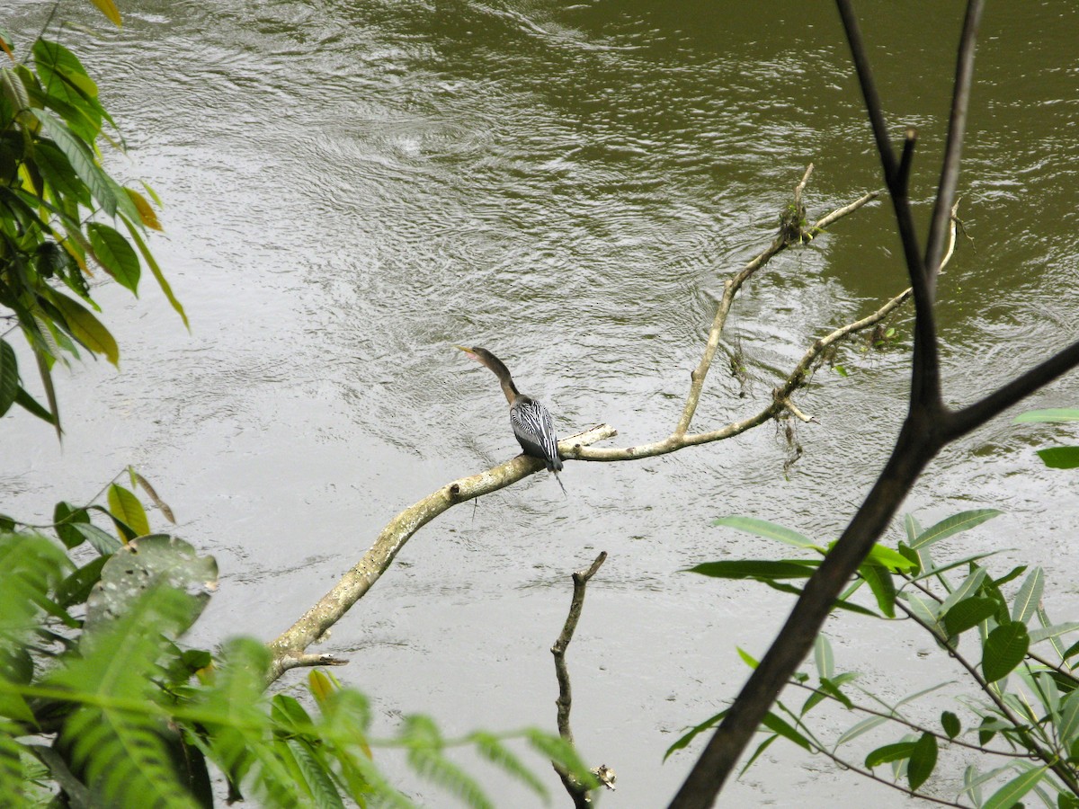 Anhinga Americana - ML243619131