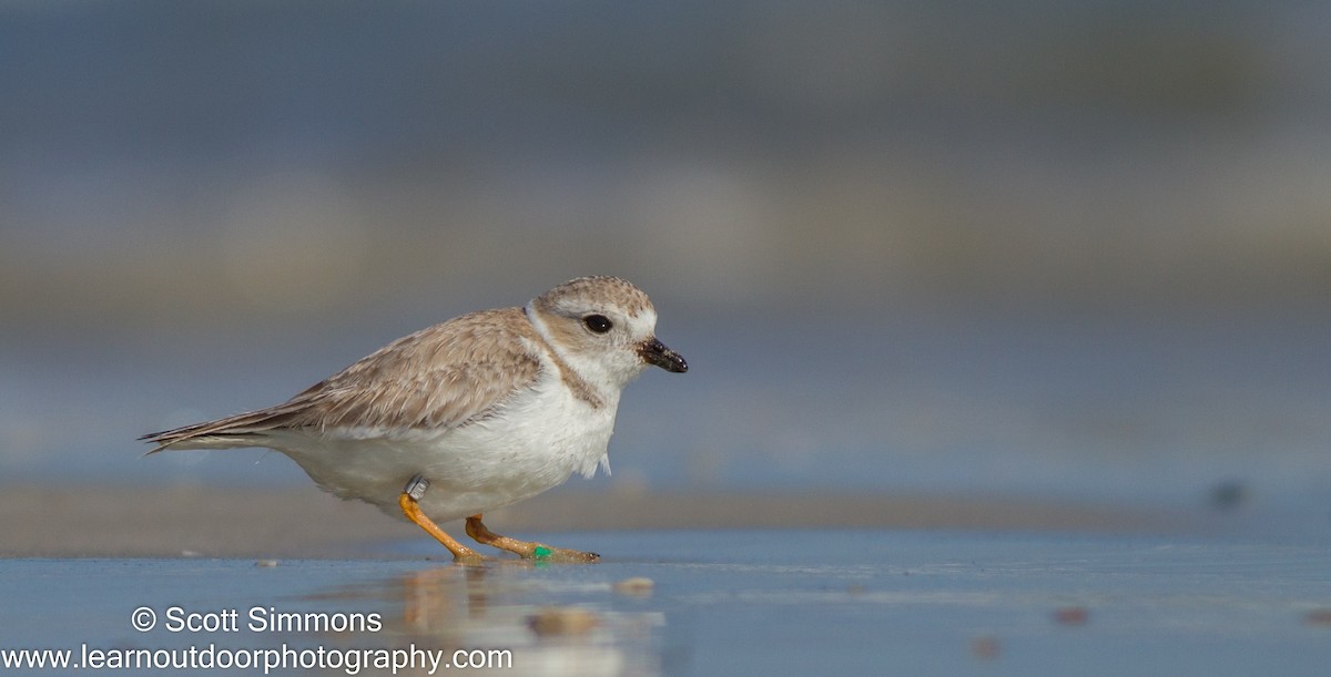 Piping Plover - ML24361941