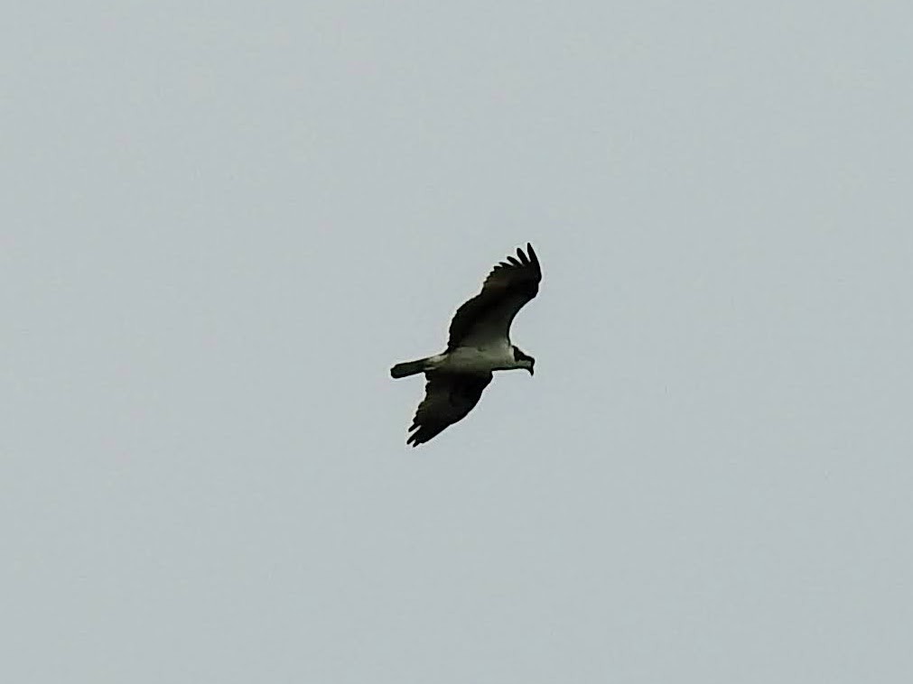 Osprey - ML243619981