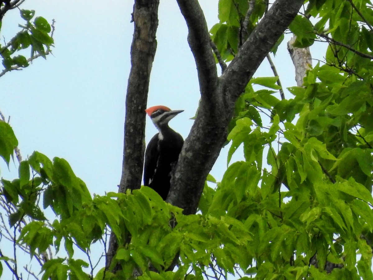 Pileated Woodpecker - Sean Zurbrick