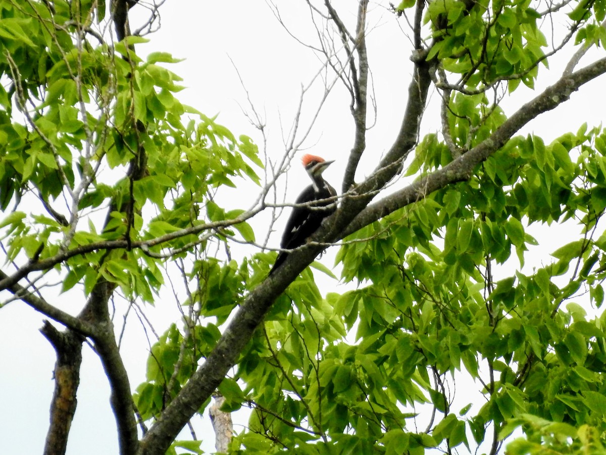 Pileated Woodpecker - Sean Zurbrick