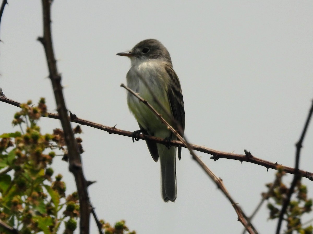 new world flycatcher sp. - ML243620101