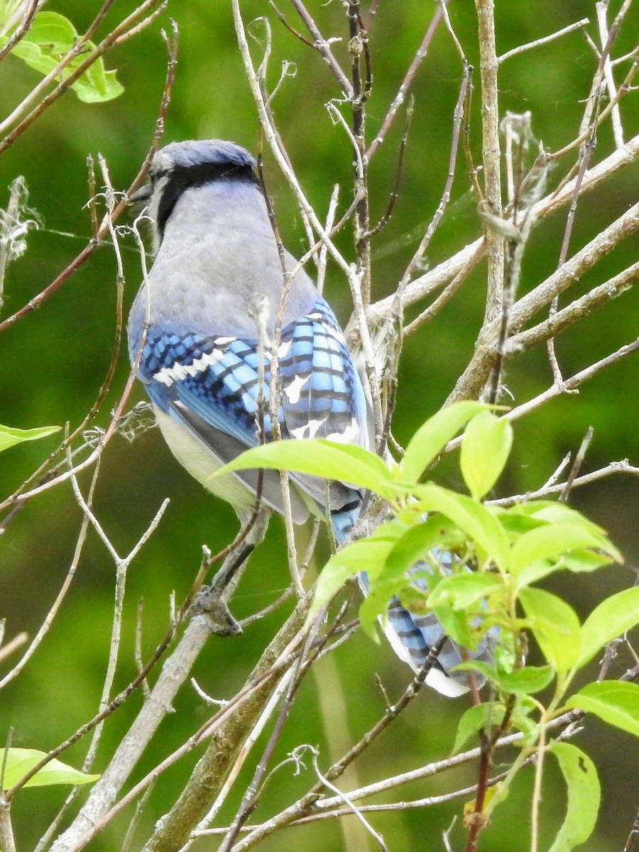 Blue Jay - ML243620331