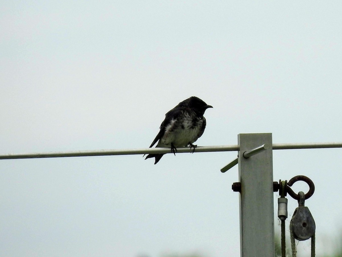 Purple Martin - ML243620371