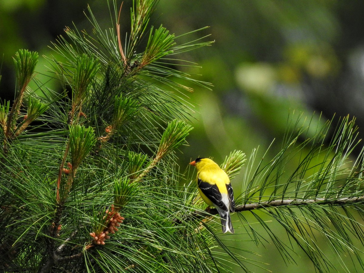 American Goldfinch - Sean Zurbrick