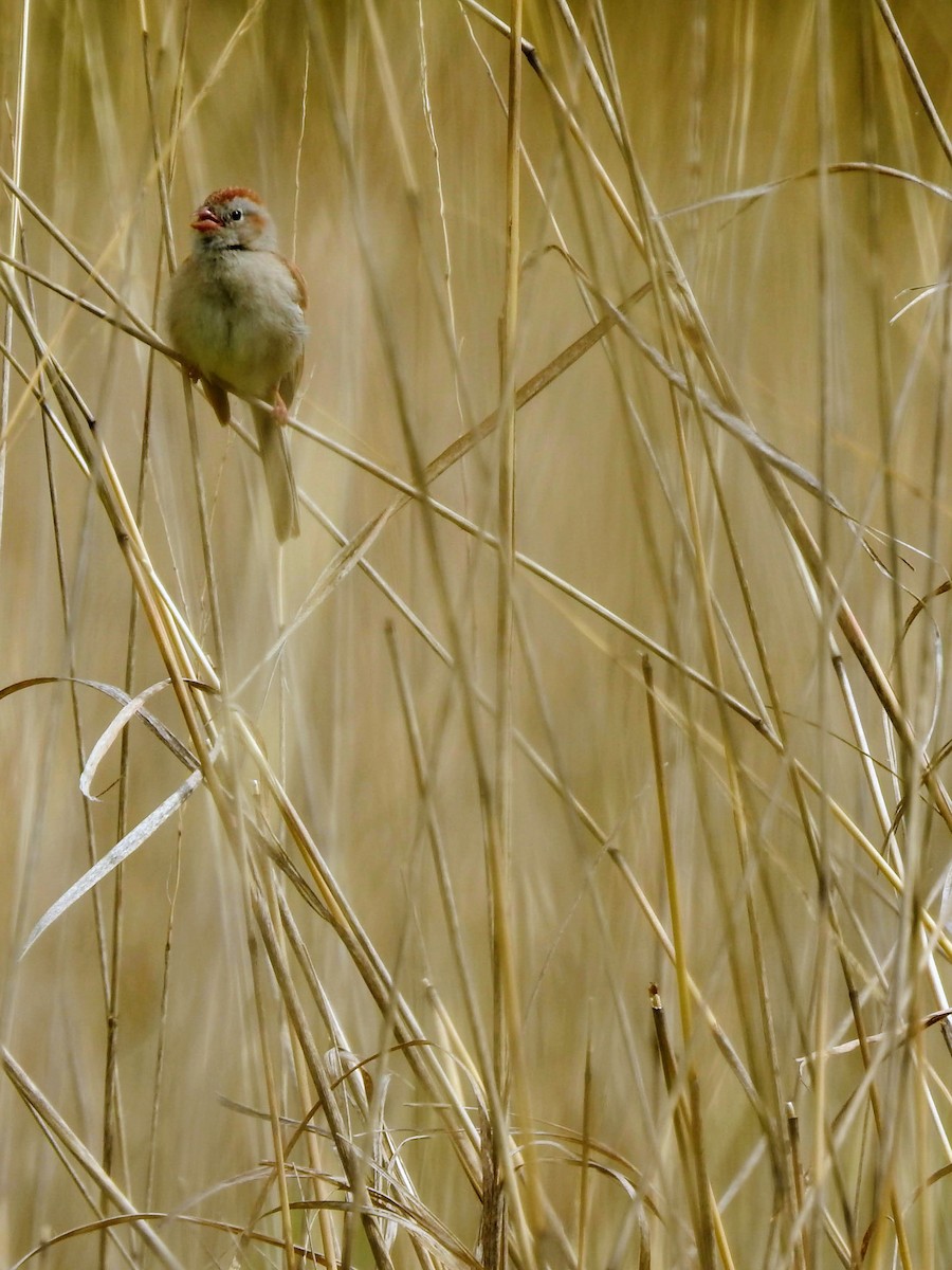 Field Sparrow - ML243620501