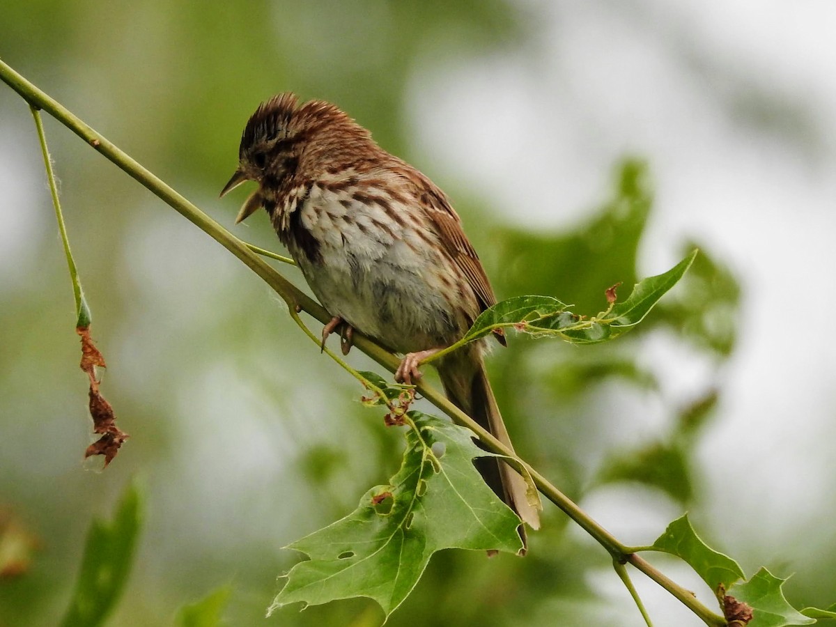 Song Sparrow - ML243620541