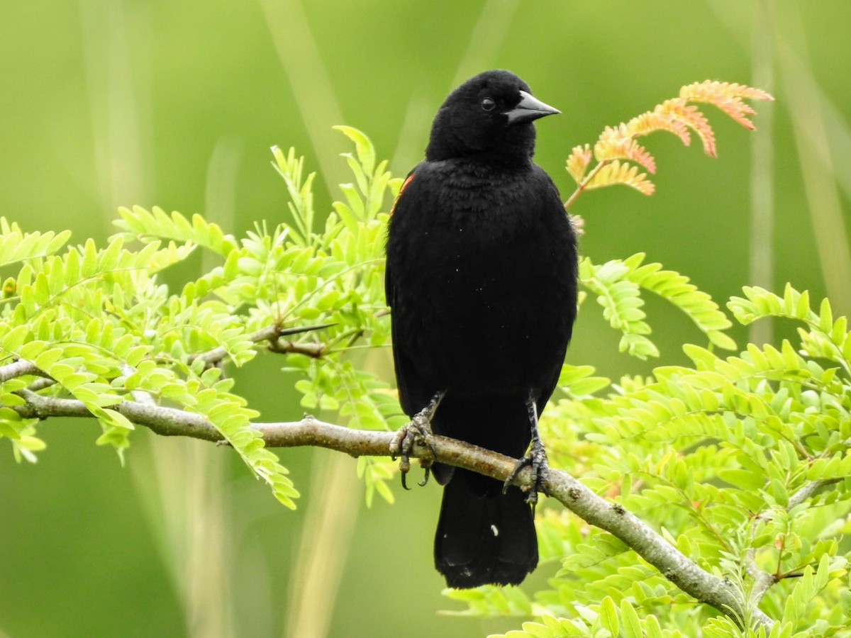 Red-winged Blackbird - Sean Zurbrick