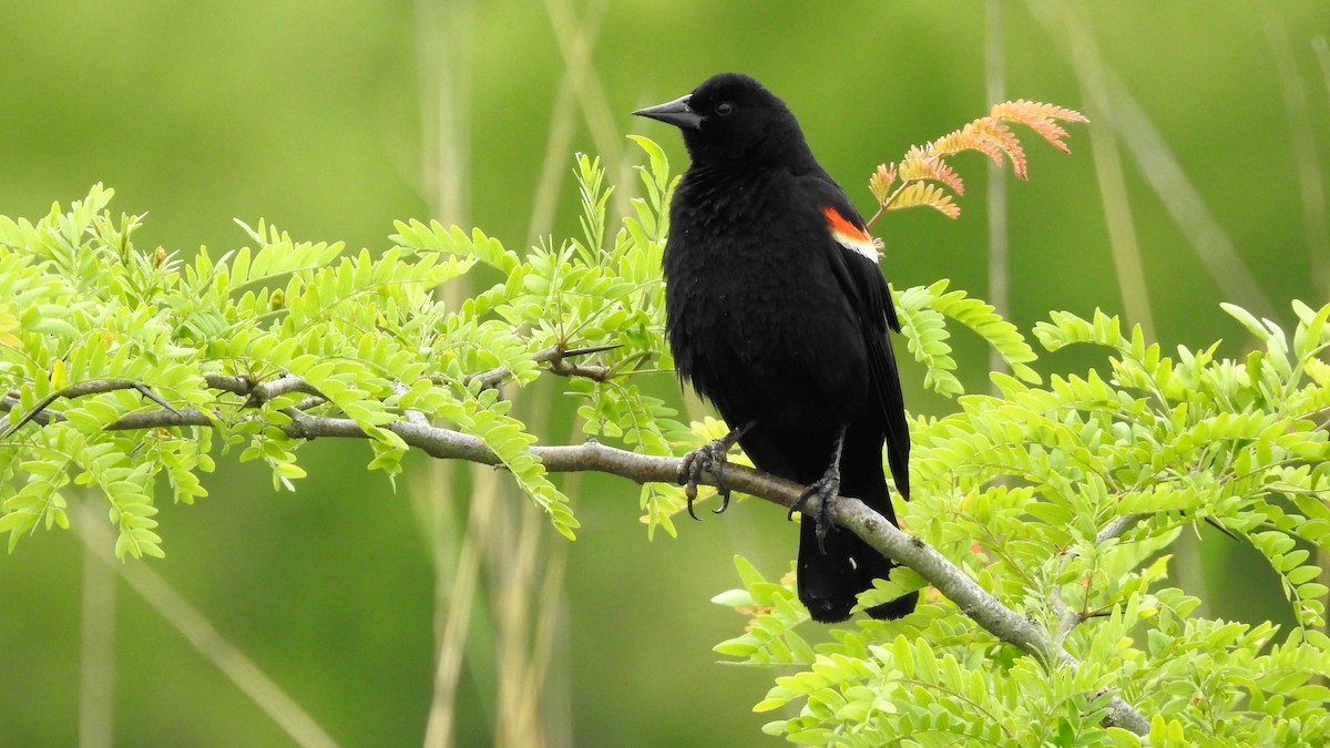 Red-winged Blackbird - Sean Zurbrick